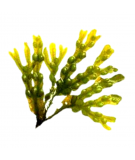 ТКАНЕВАЯ МАСКА MITOMO С ЭКСТРАКТОМ МОРСКИХ ВОДОРОСЛЕЙ  SEAWEEDS essence mask