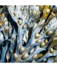 ТКАНЕВАЯ МАСКА MITOMO С ЭКСТРАКТОМ МОРСКИХ ВОДОРОСЛЕЙ  SEAWEEDS essence mask